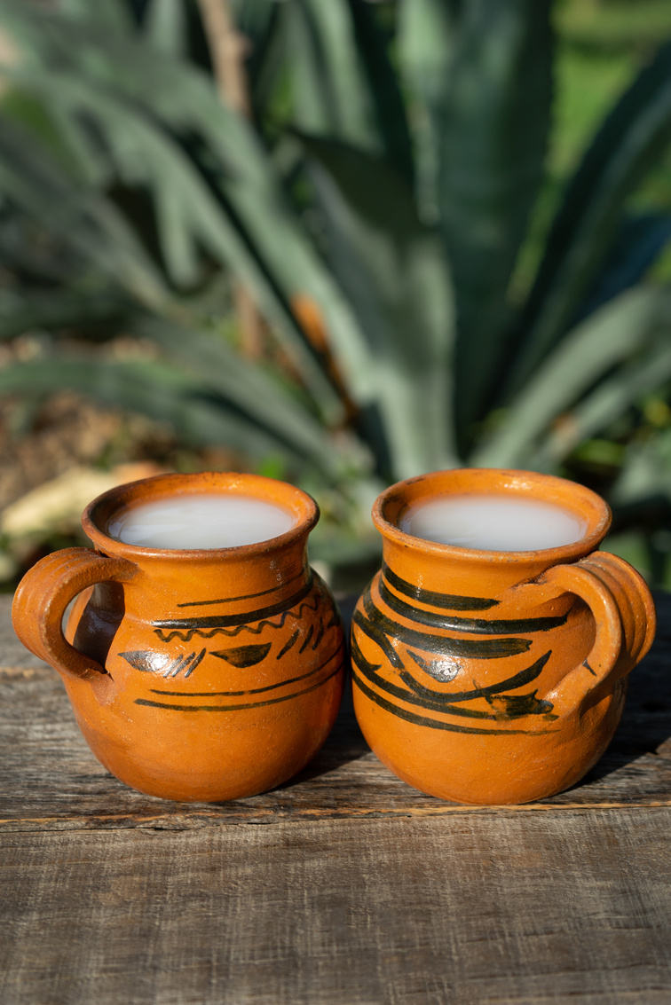 Mexican fermented beverage called "Pulque" in clay cups with agave cactus